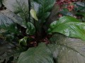 Tn 0978 DSC00153